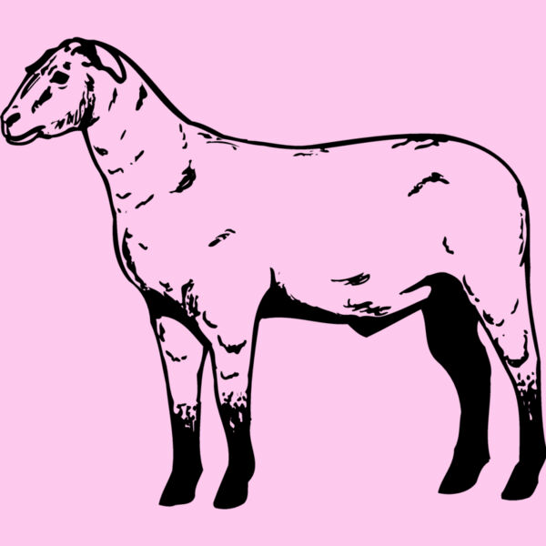 SHEEP009 Thumbnail