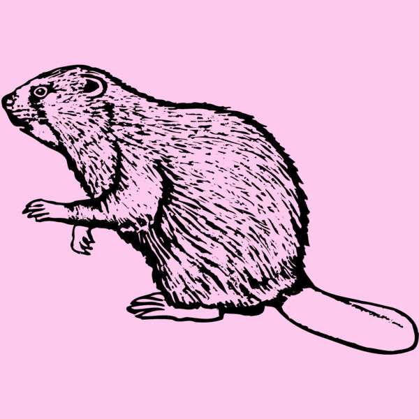 BEAVER03 Thumbnail
