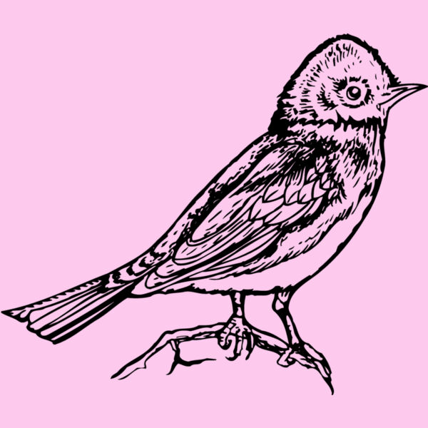 BIRD006 Thumbnail