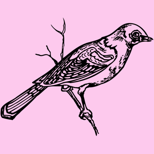 BIRD020 Thumbnail