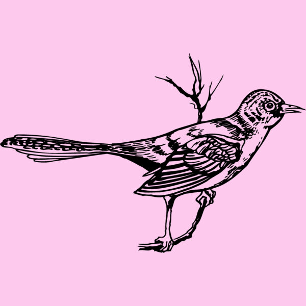 BIRD028 Thumbnail