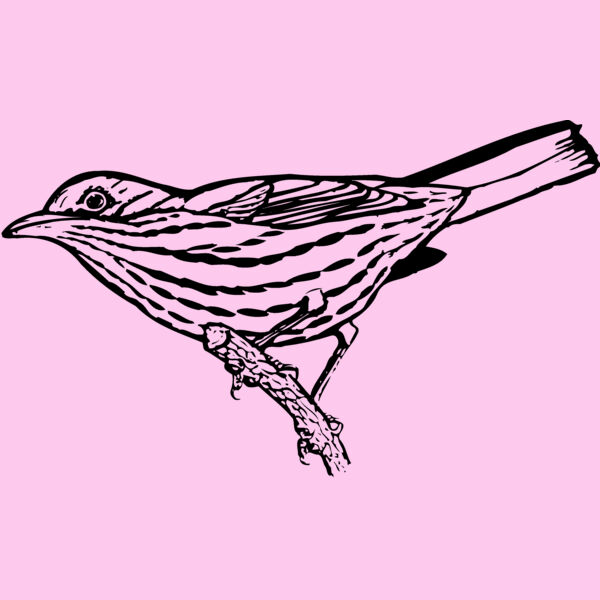 BIRD029 Thumbnail