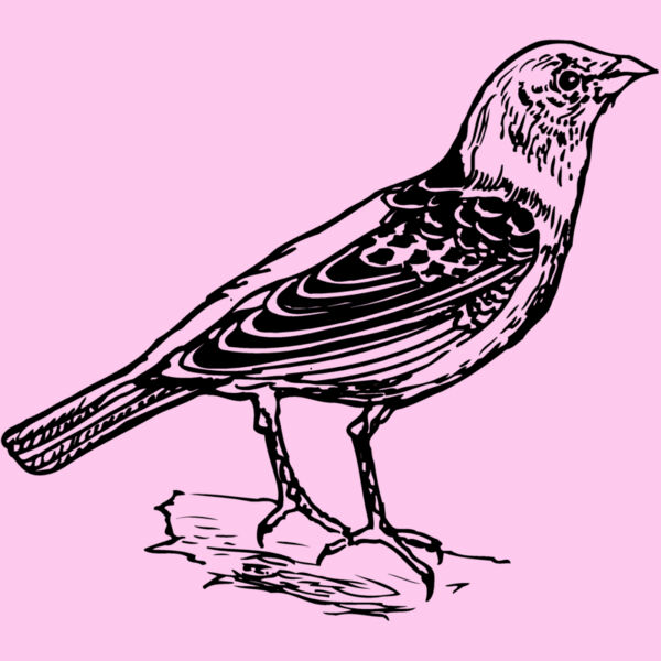 BIRD032 Thumbnail
