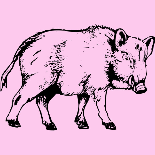 BOAR0003 Thumbnail