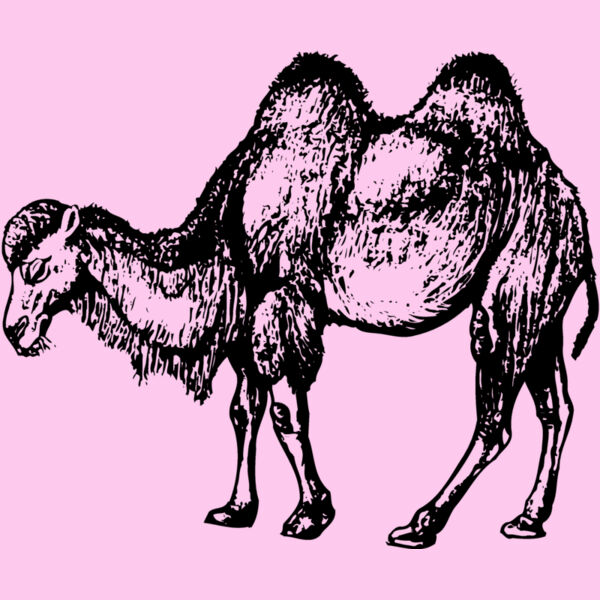 CAMEL002 Thumbnail