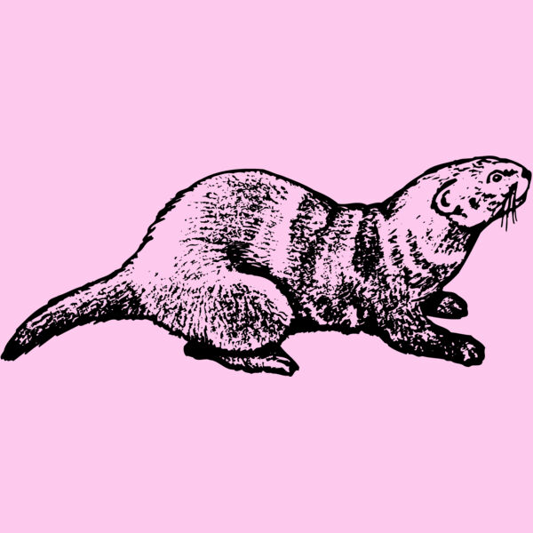 OTTER001 Thumbnail